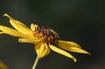 Narrow-leaf sunflower